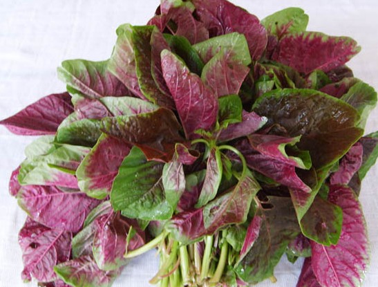 Amaranth seed Amaranthus tricolor